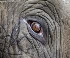 Ελέφαντας μάτι